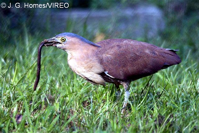 Malayan Night Heron h46-1-038.jpg